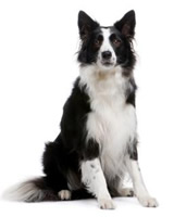 dog training kent rochester dog home visits chatham gillingham rainham dog trainer